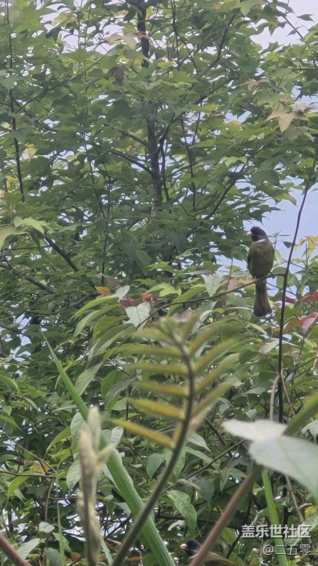 【拥抱自然】鸟儿