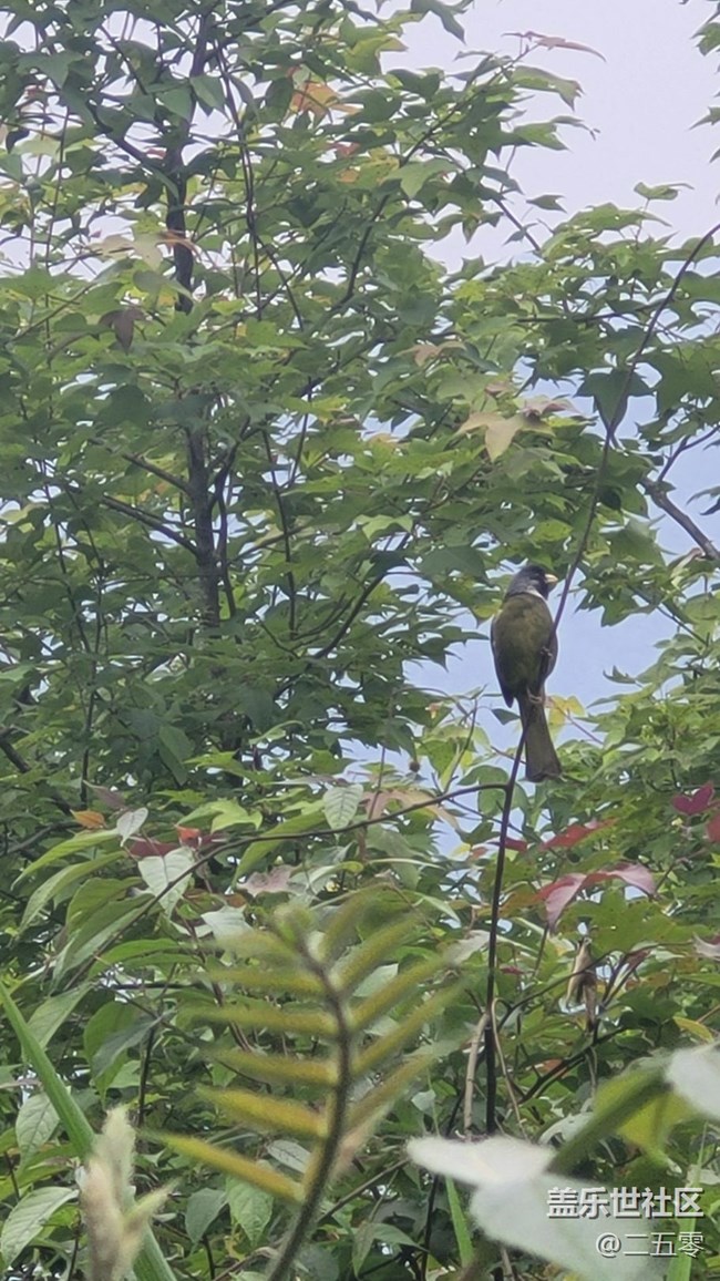 【拥抱自然】鸟儿