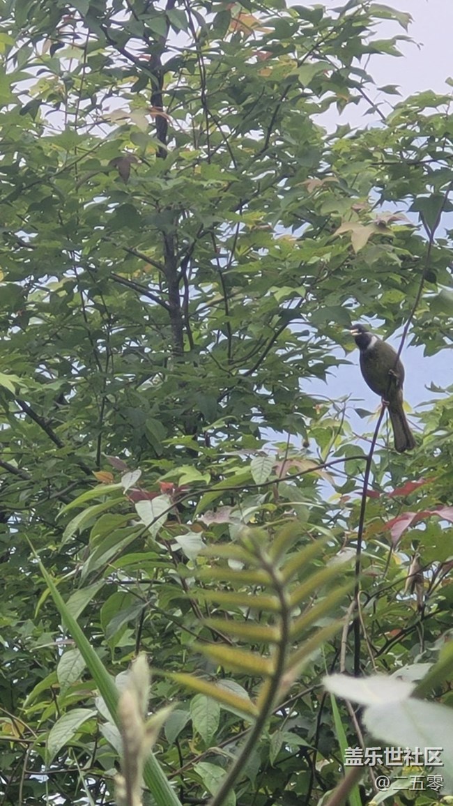 【拥抱自然】鸟儿