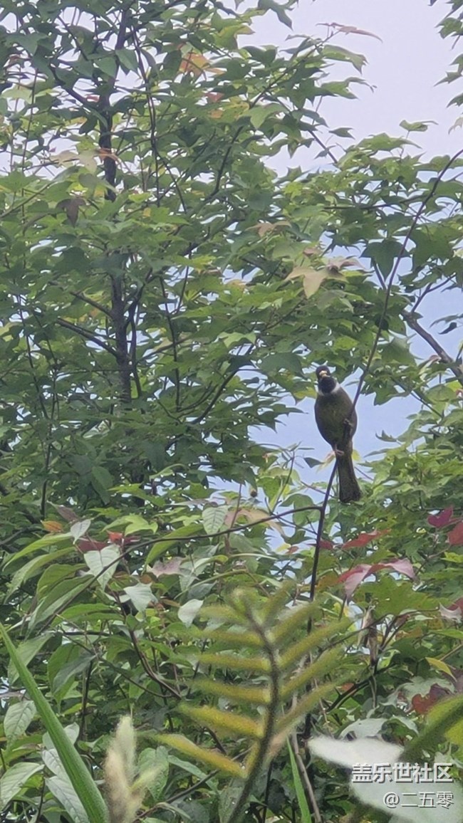 【拥抱自然】鸟儿