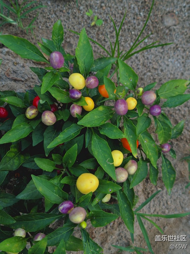 【镜头里的美好】花花草草