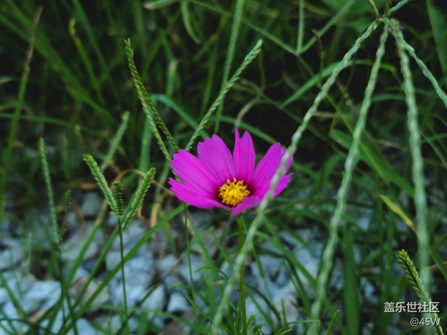 【镜头里的美好】花花草草