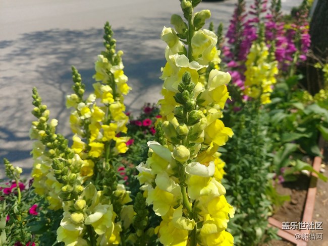 【镜头里的美好】路边花儿