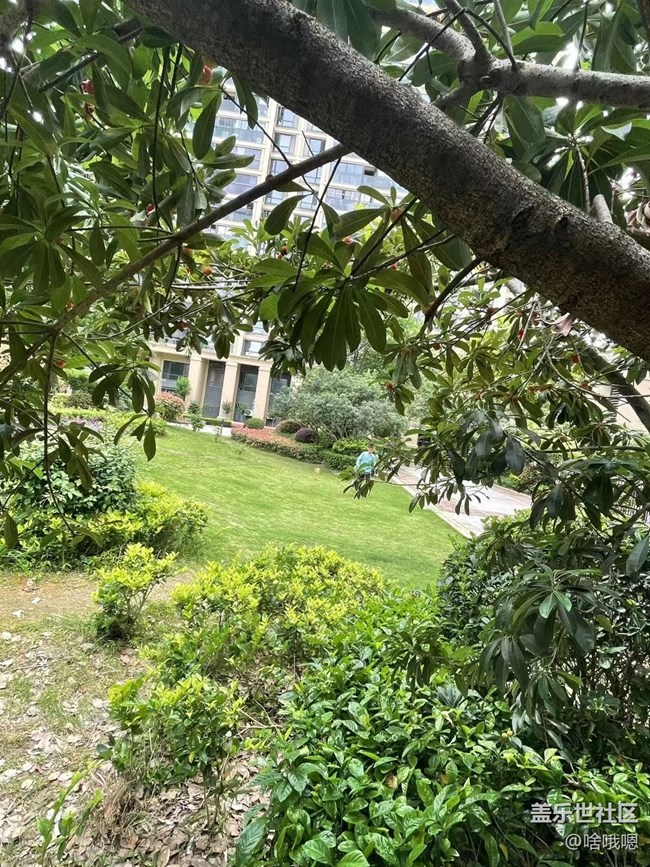 #假期掠影——摘杨梅