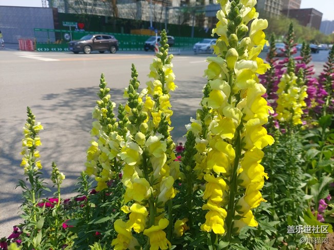 【镜头里的美好】路边花儿