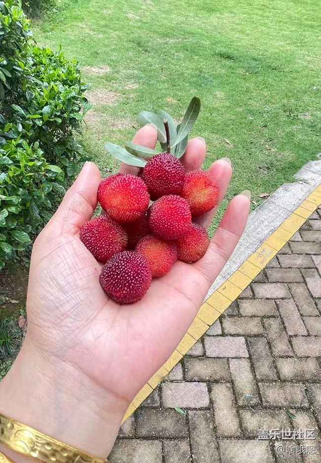 #假期掠影——摘杨梅