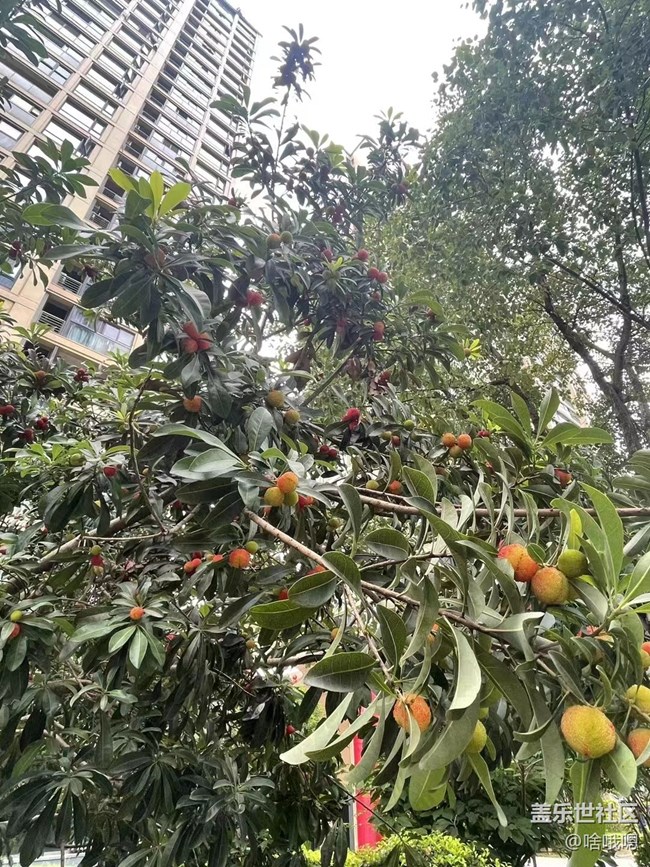 #假期掠影——摘杨梅