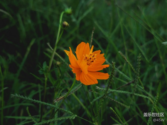 【镜头里的美好】花花草草