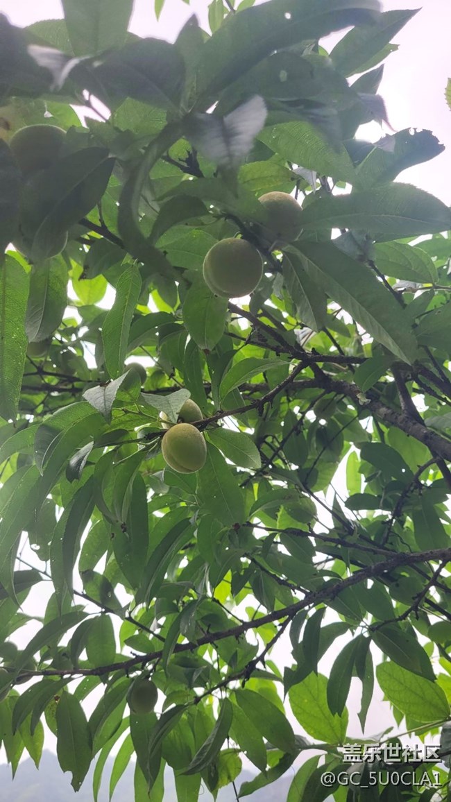 【夏日果实】毛桃