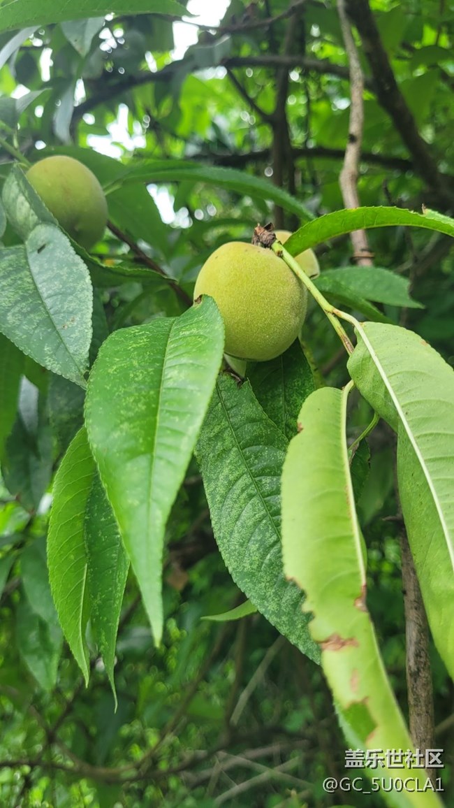 【夏日果实】毛桃