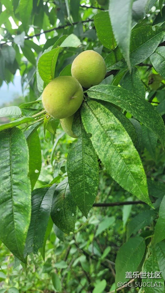 【夏日果实】毛桃