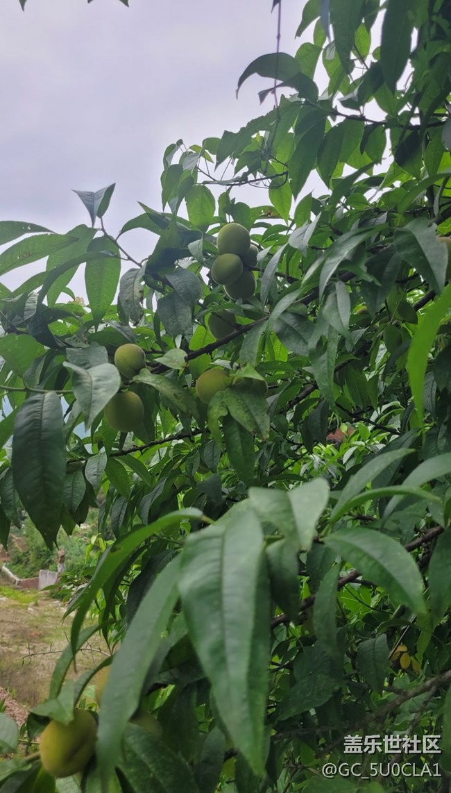 【夏日果实】毛桃