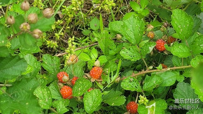 【夏日果实】野果