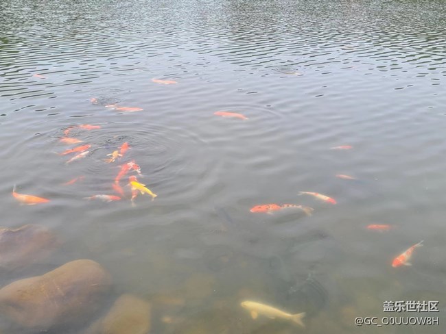 【欢乐一刻】仙湖植物园的一天