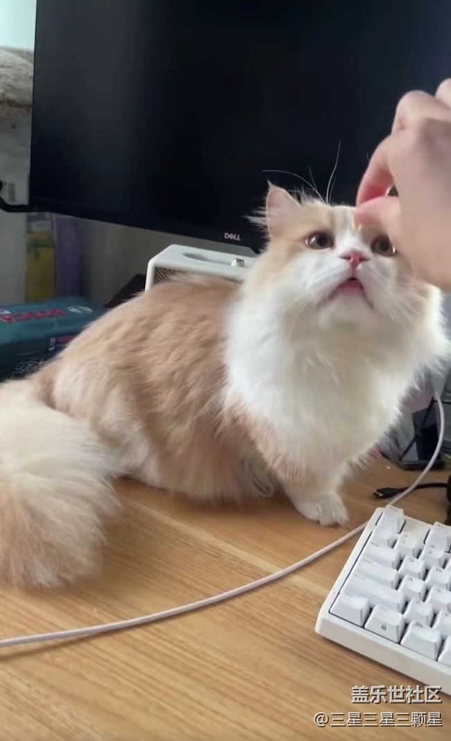 【我的毛孩子】训猫