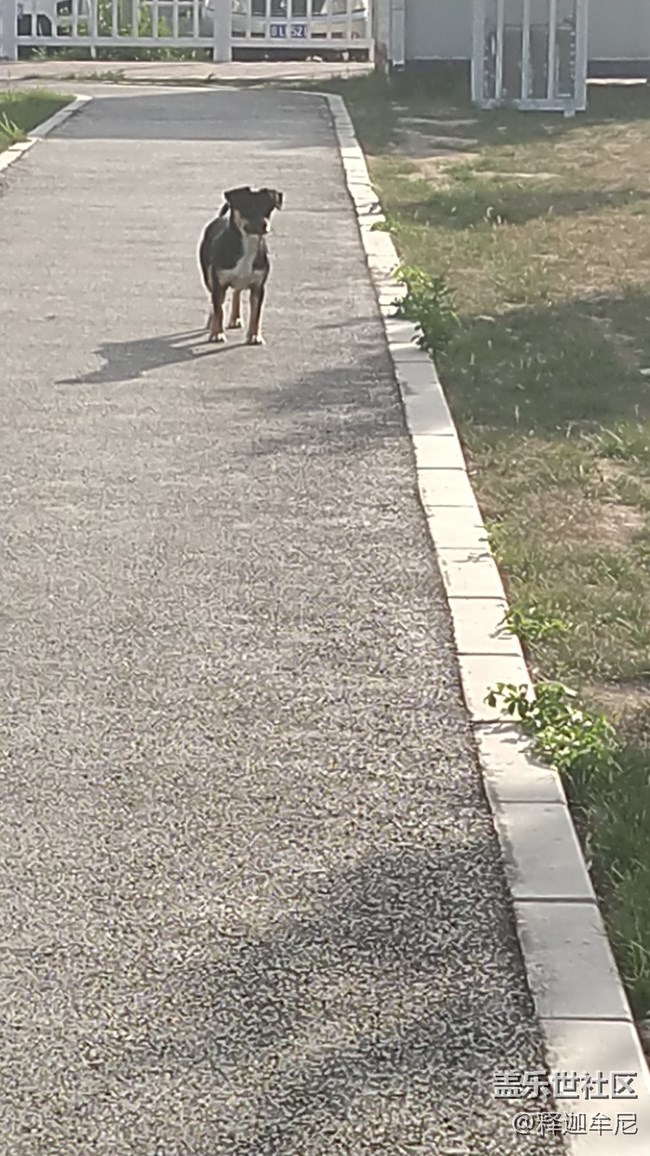 【我的毛孩子】有点害羞的狗狗