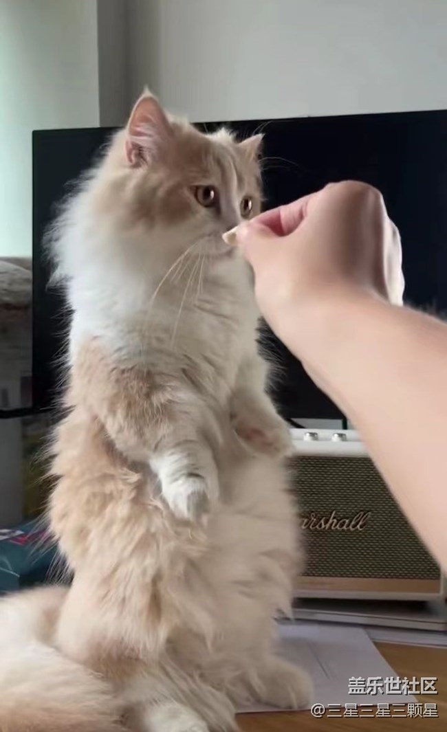 【我的毛孩子】训猫