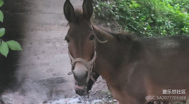 【我的毛孩子】小毛驴