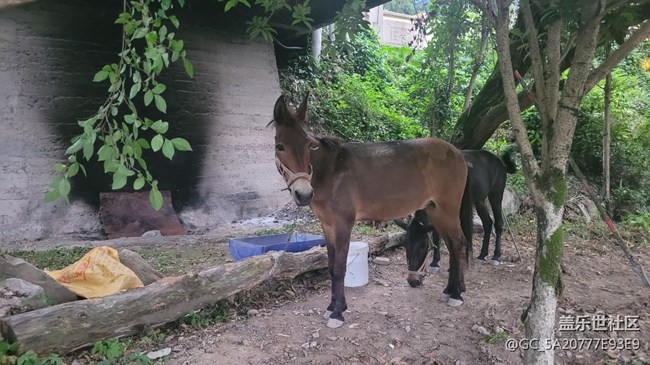 【我的毛孩子】小毛驴