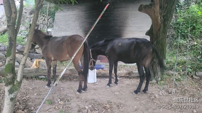 【我的毛孩子】小毛驴