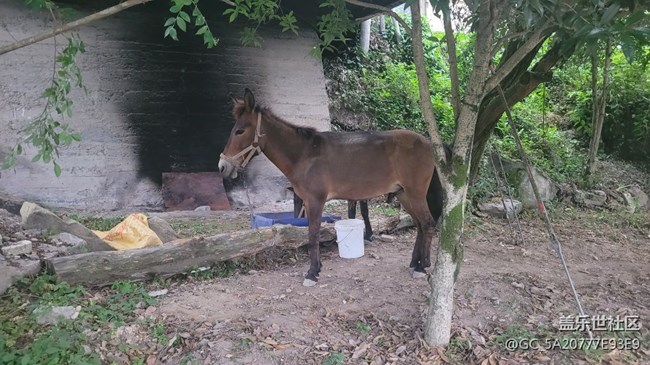 【我的毛孩子】小毛驴