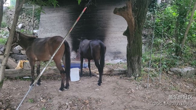 【我的毛孩子】小毛驴