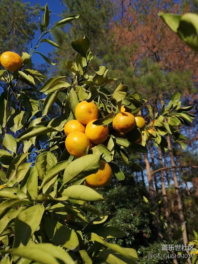 【夏日果实】果园
