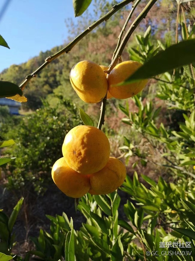 【夏日果实】果园