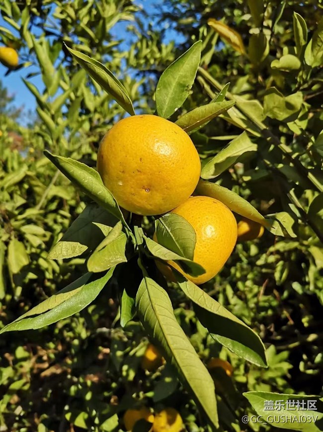 【夏日果实】果园