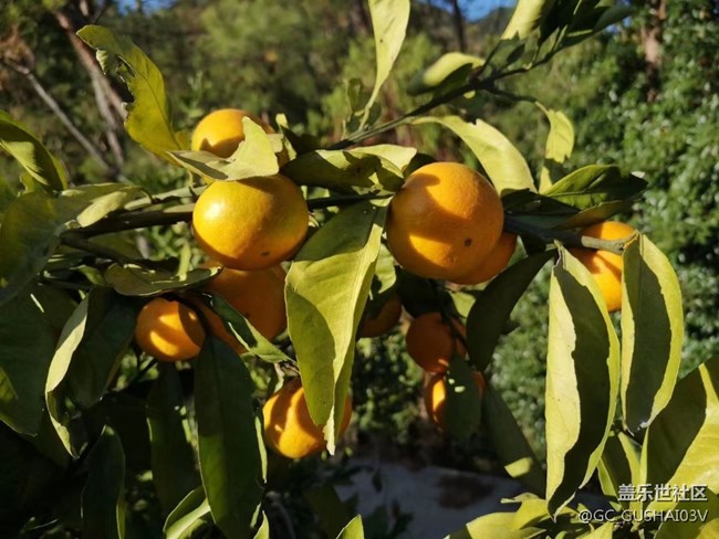 【夏日果实】果园