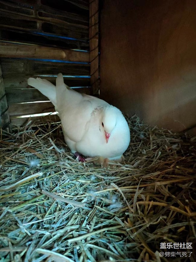 【我的毛孩子】小鸽子