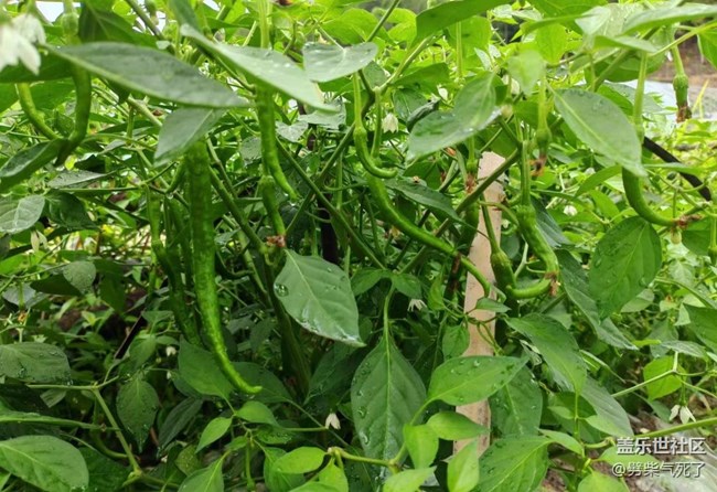 【夏日果实】菜园