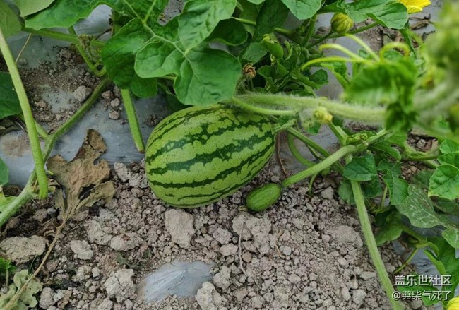 【夏日果实】菜园