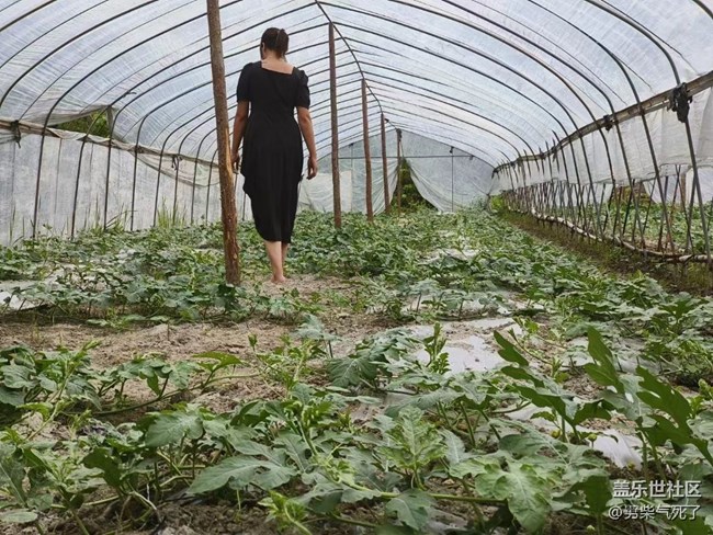 【夏日果实】菜园