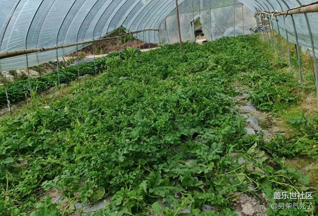 【夏日果实】菜园