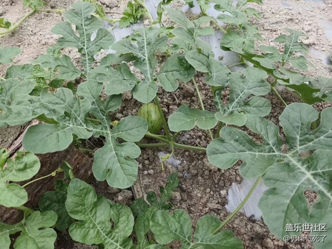 【夏日果实】菜园