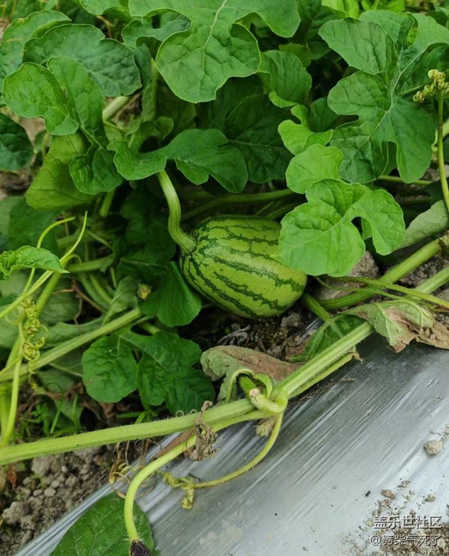 【夏日果实】菜园