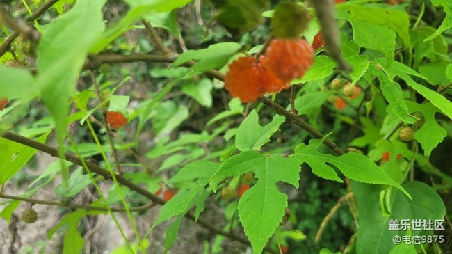 【夏日果实】红野果