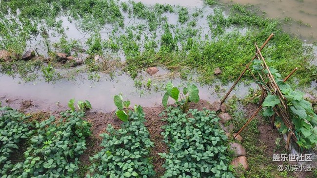 【拥抱自然】雨后