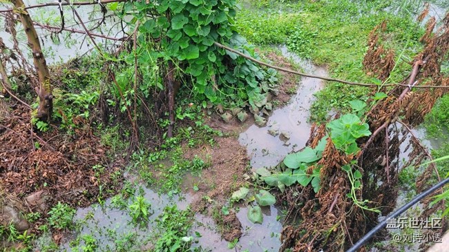 【拥抱自然】雨后