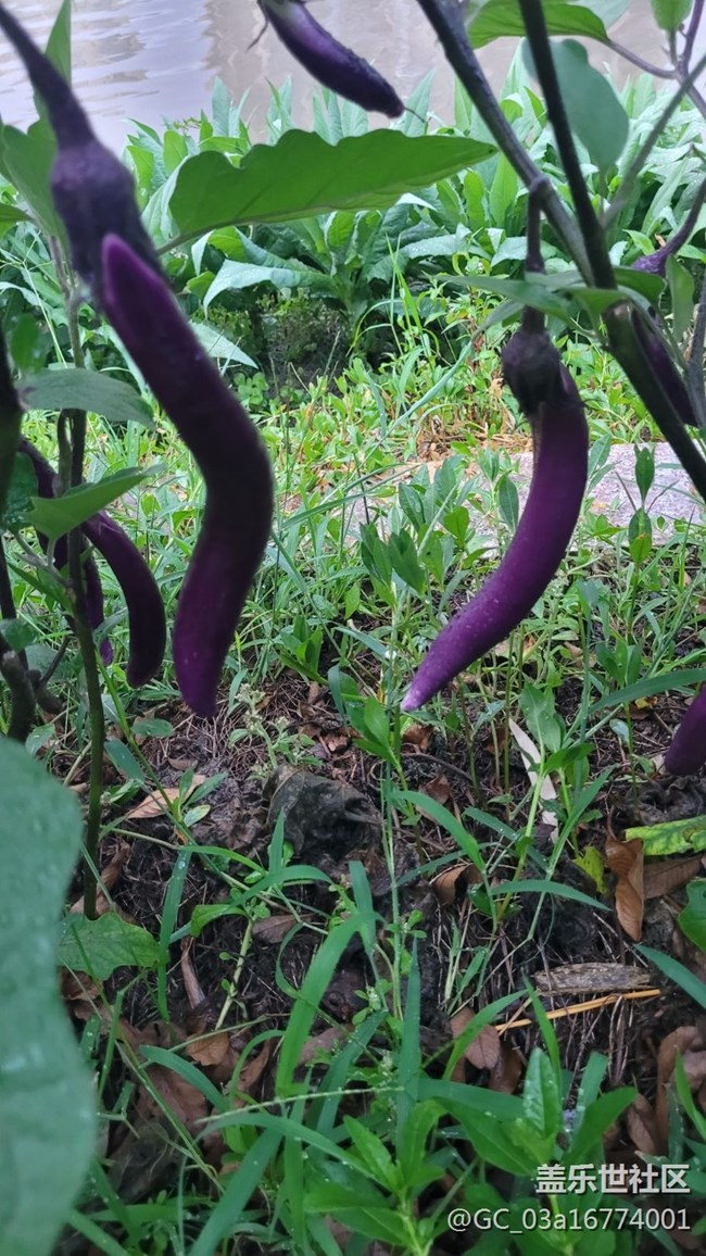 【夏日果实】茄子