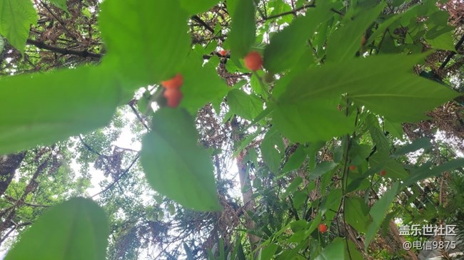 【夏日果实】红野果