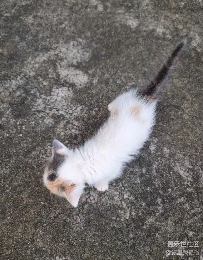 【我的毛孩子】小猫