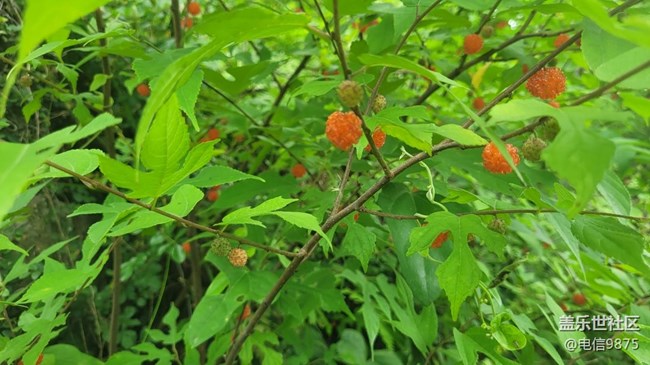 【夏日果实】红野果