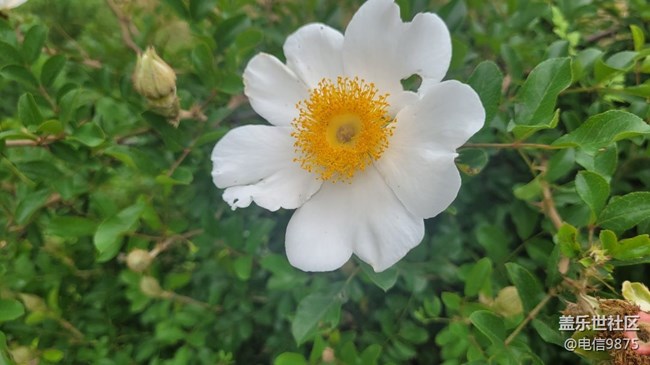 【拥抱自然】野花