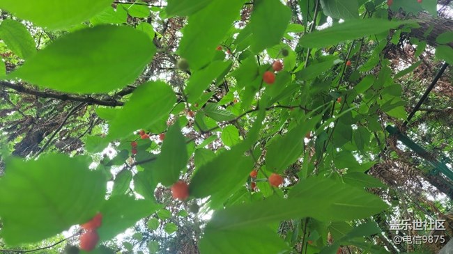 【夏日果实】红野果