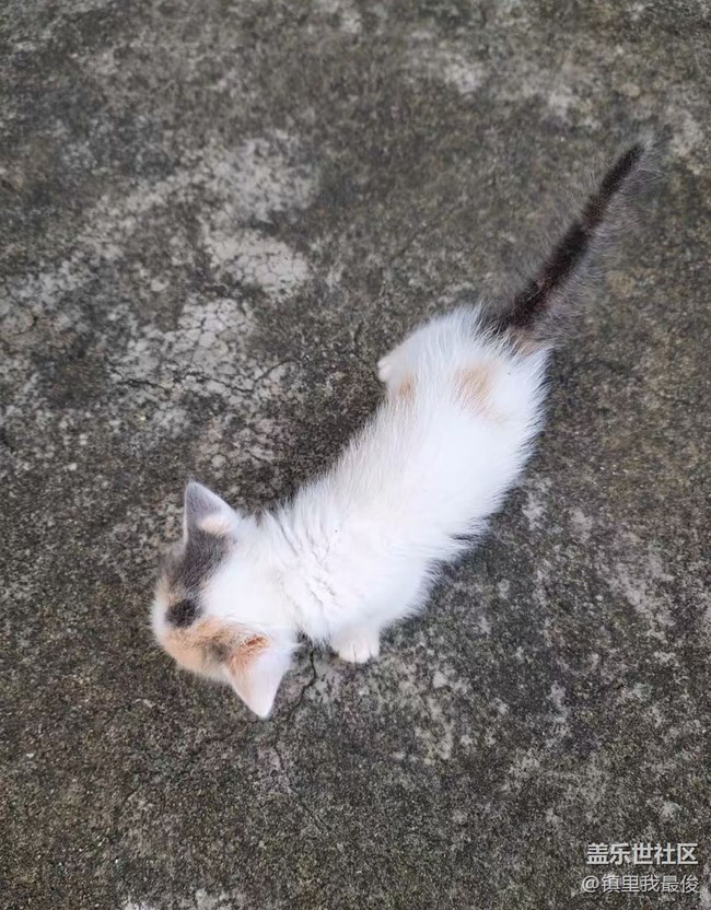 【我的毛孩子】小猫