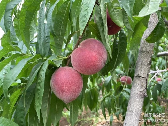 【夏日果实】红桃