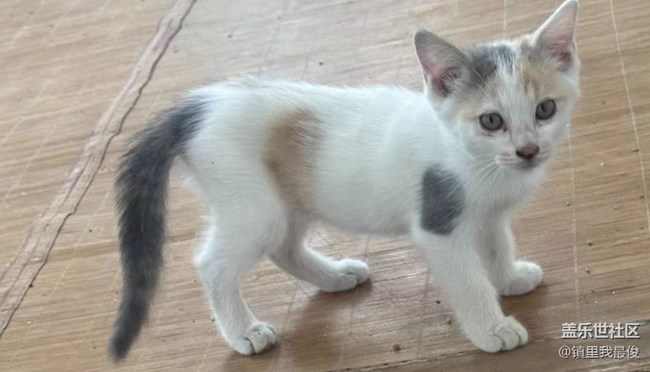 【我的毛孩子】小猫