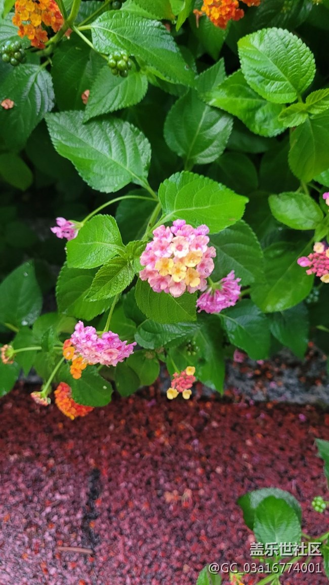 【拥抱自然】五色花